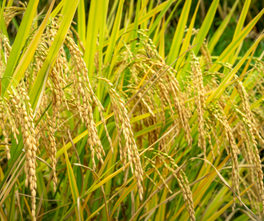 RICH NATURALS Organic Basmati (Aromatic) Rice (Govind Bhog) (Broken) (Grade B)