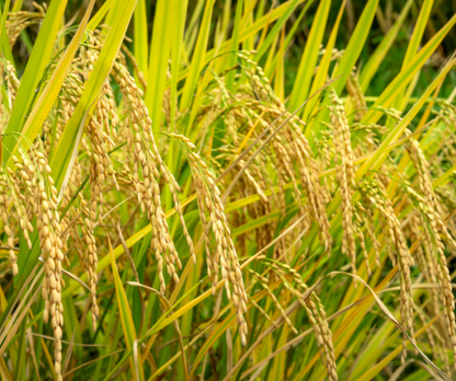 RICH NATURALS Organic Basmati (Aromatic) Rice (Govind Bhog) (Broken) (Grade B)